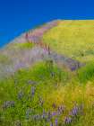USA-Washington State-Winona winter wheat with fence line and foreground of vetch Art Print
